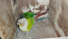 Conure